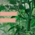 Подвязки для растений, длина 13 см, набор 50 шт., Greengo