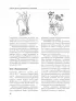Энциклопедия народной медицины и натуропатии. Профилактика и лечение заболеваний народными средствами в домашних условиях Энциклопедия народной медицины и натуропатии. Профилактика и лечение заболеваний народными средствами в домашних условиях