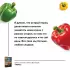 Перец. Выращиваем, ухаживаем и едим Перец. Выращиваем, ухаживаем и едим