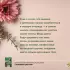 Любимый цветник. Простые шаги для создания декоративного сада Любимый цветник. Простые шаги для создания декоративного сада