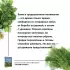 Почем пучок? Как выращивать свою зелень