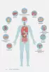 ТЕЛО ЧЕЛОВЕКА. Как устроен наш организм