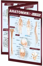 Анатомия. Самая компактная анатомическая таблица, Михаил Сапин