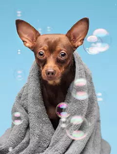 Истории про животных