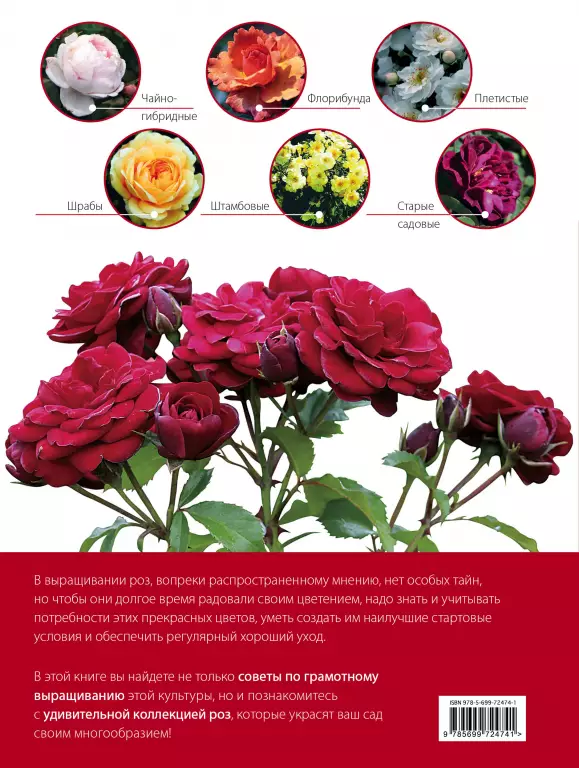 Самые прекрасные розы Самые прекрасные розы