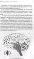 Основы развития детского мозга. У вашего ребенка все получится