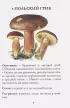 Грибы. Непромокаемый карманный справочник