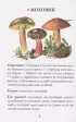Грибы. Непромокаемый карманный справочник Грибы. Непромокаемый карманный справочник