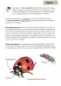 Насекомые. Краткий иллюстрированный справочник